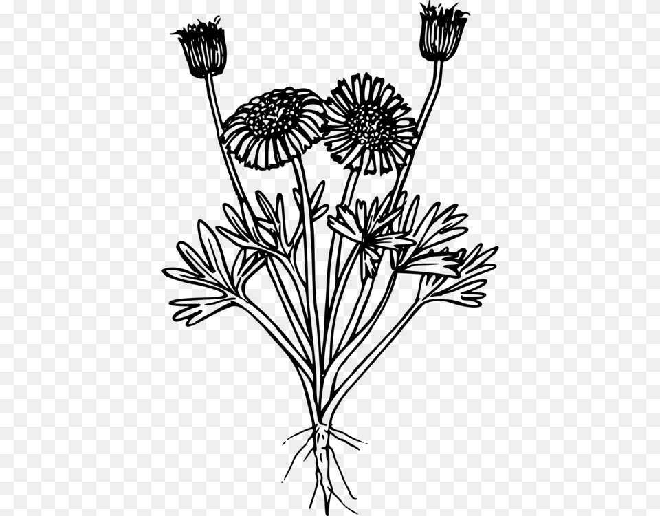 Line Artplantflora Wildflower Clip Art, Gray Free Transparent Png