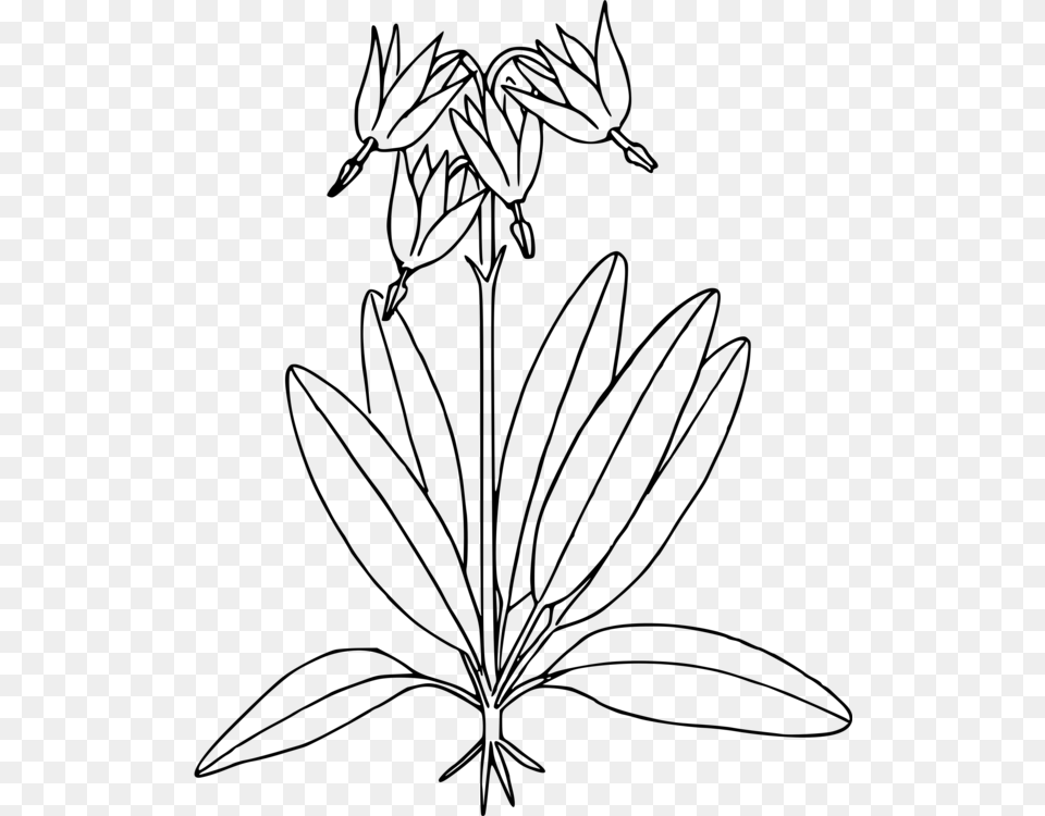 Line Artplantflower Shooting Star Plant Drawing, Gray Free Transparent Png