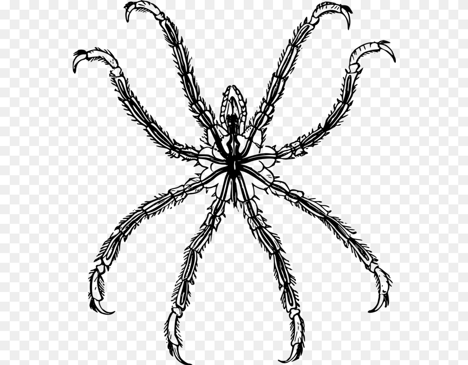 Line Artplantwolf Spider Pycnogonida Icon, Gray Free Transparent Png