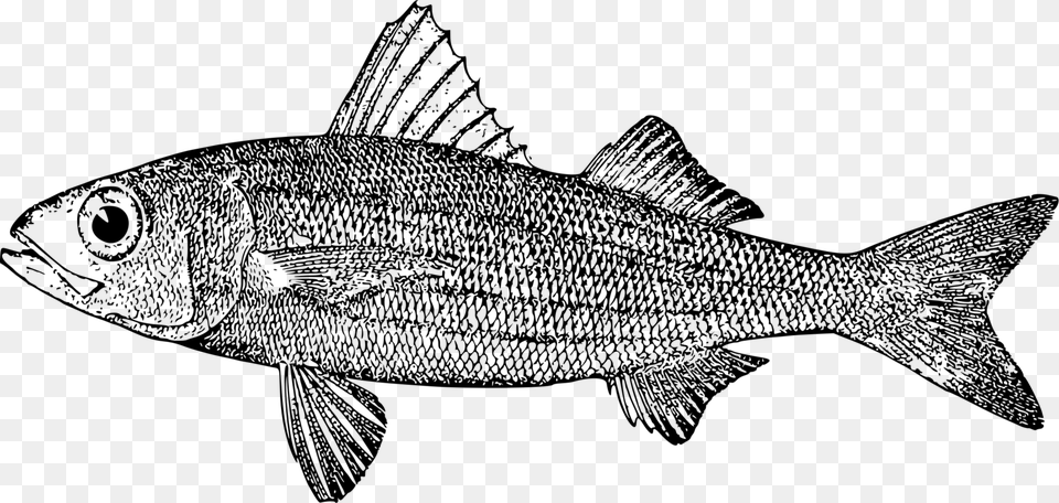 Line Artsardineperch Mullet, Gray Free Png Download