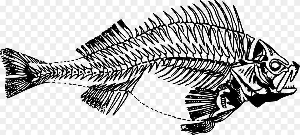 Line Artskeletonmonochrome Photography Fish Skeleton Transparent, Gray Free Png Download