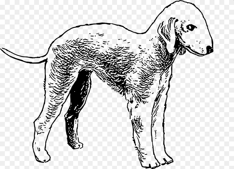 Line Artwildlifedalmatian Bedlington Terrier Colouring Book, Gray Free Transparent Png