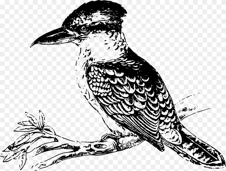 Line Artwildlifemonochrome Kookaburra Bird Black And White, Gray Png Image