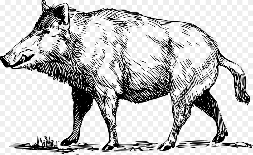 Line Artwildlifeterrestrial Animal Boar Black And White Clipart, Gray Free Png Download