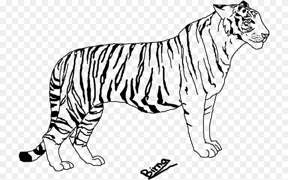 Line At Getdrawings Com Tiger Line Art, Animal, Wildlife, Mammal Free Png Download