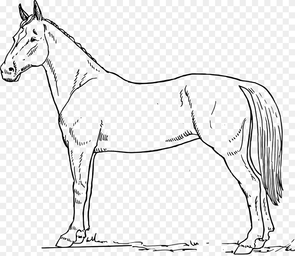 Line Clipart Horse Horse Drawing Black And White, Gray Png Image