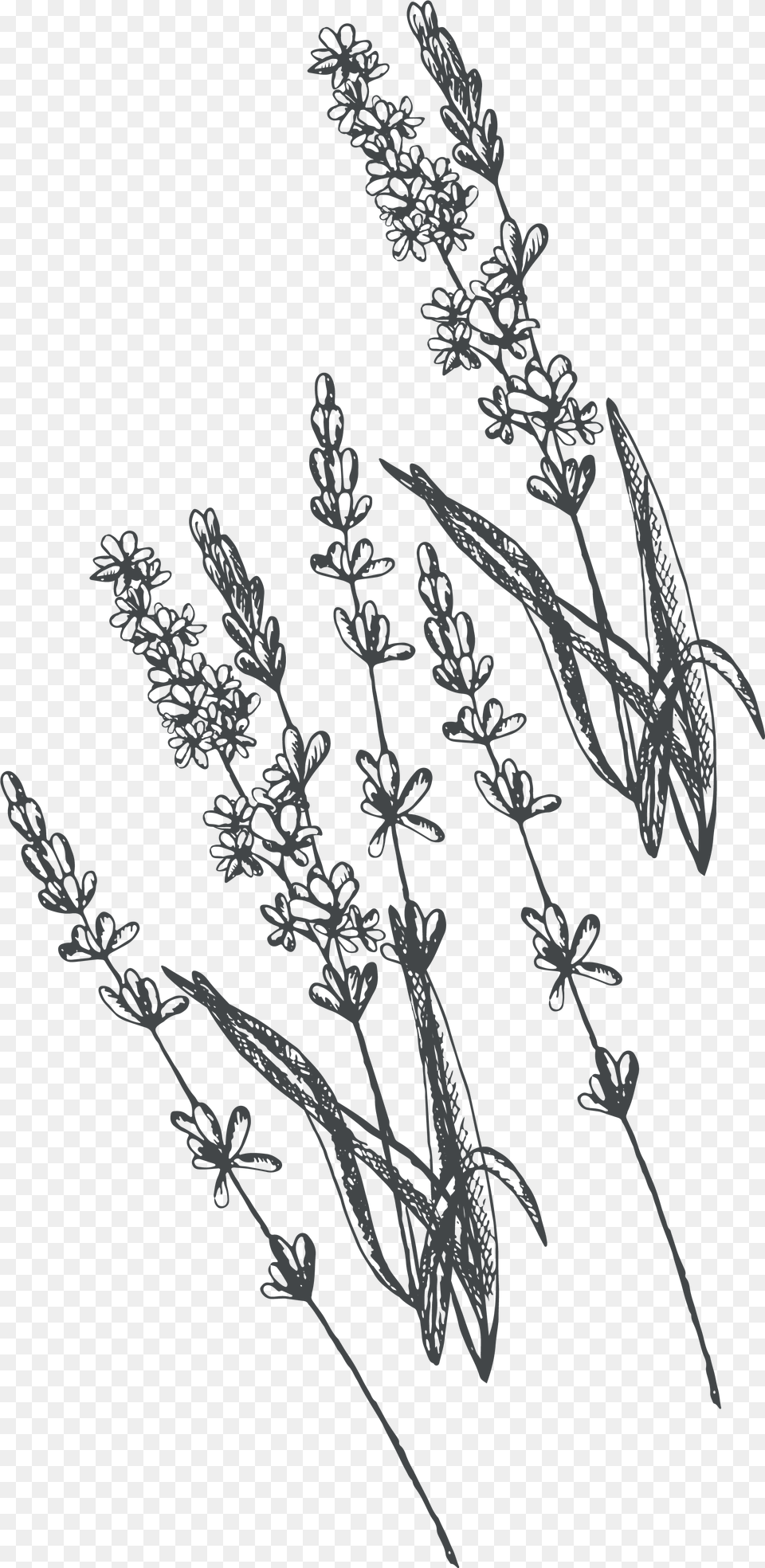 Line Drawing Lavender Line Drawing, Plant, Nature, Outdoors, Grass Free Transparent Png