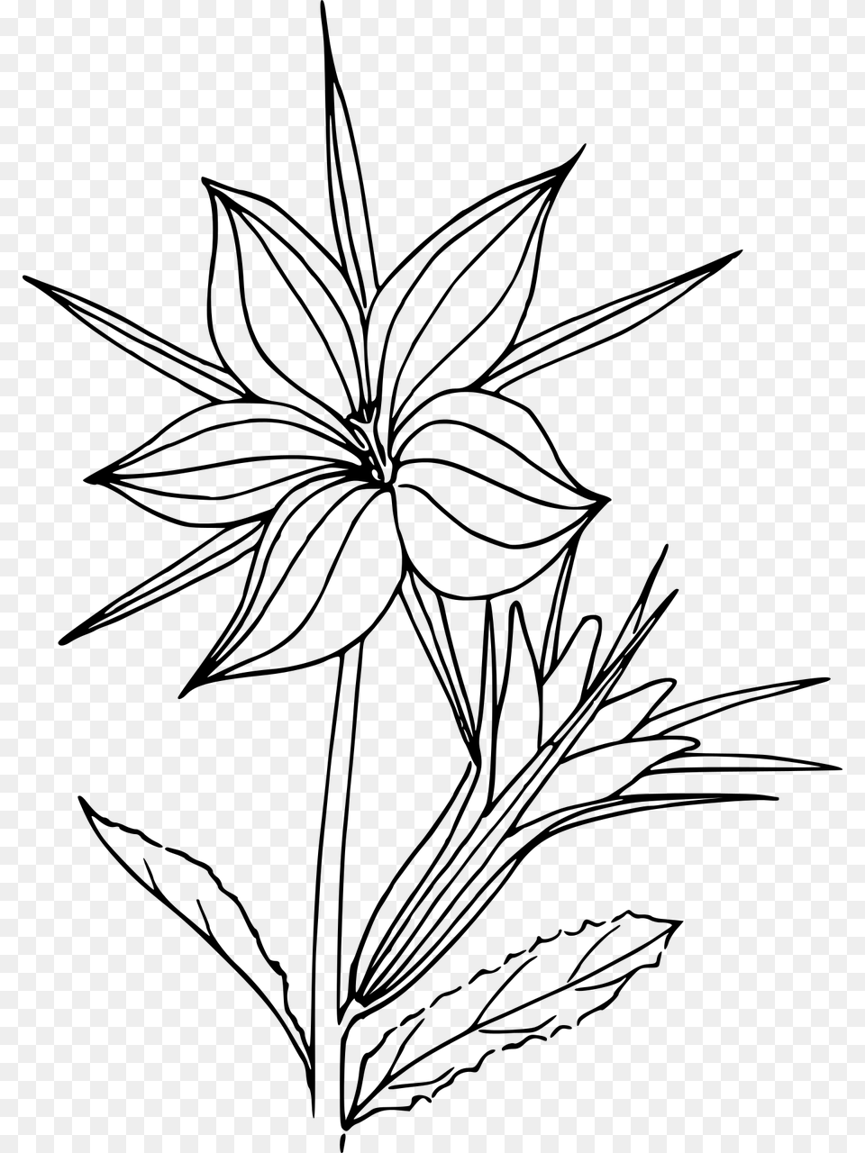 Line Drawing Plants Transparent, Gray Png Image