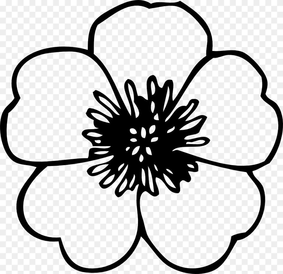 Line Drawings Of Flowers, Anemone, Anther, Dahlia, Flower Free Transparent Png