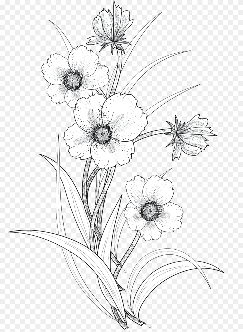 Line Drawings Of Flowers Tumblr Flower Drawing, Art, Floral Design, Graphics, Pattern Png Image