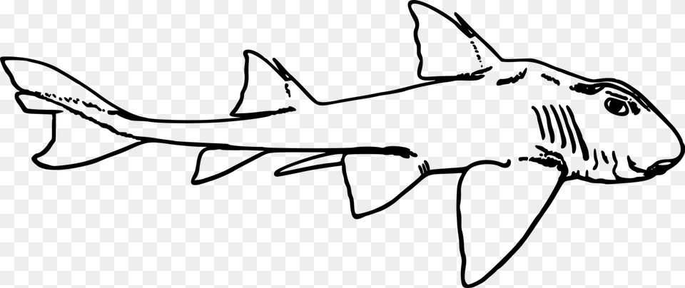 Line Port Jackson Shark Sketch, Gray Free Png Download