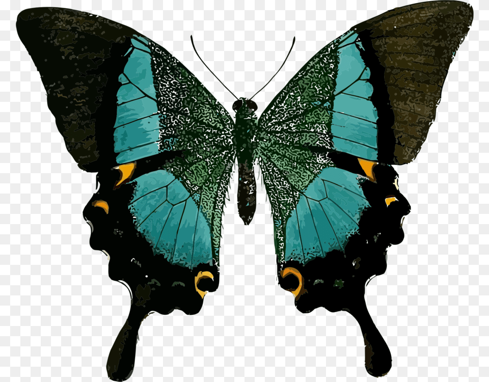 Line Symmetry In Real Life, Person, Animal, Butterfly, Insect Png