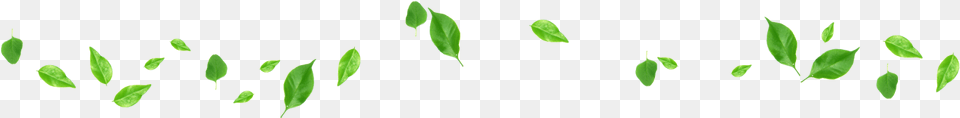 Linea De Hojas, Leaf, Plant, Green Free Png Download