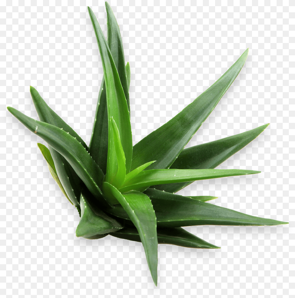 Linea Vit Aloe Vera, Plant Free Transparent Png