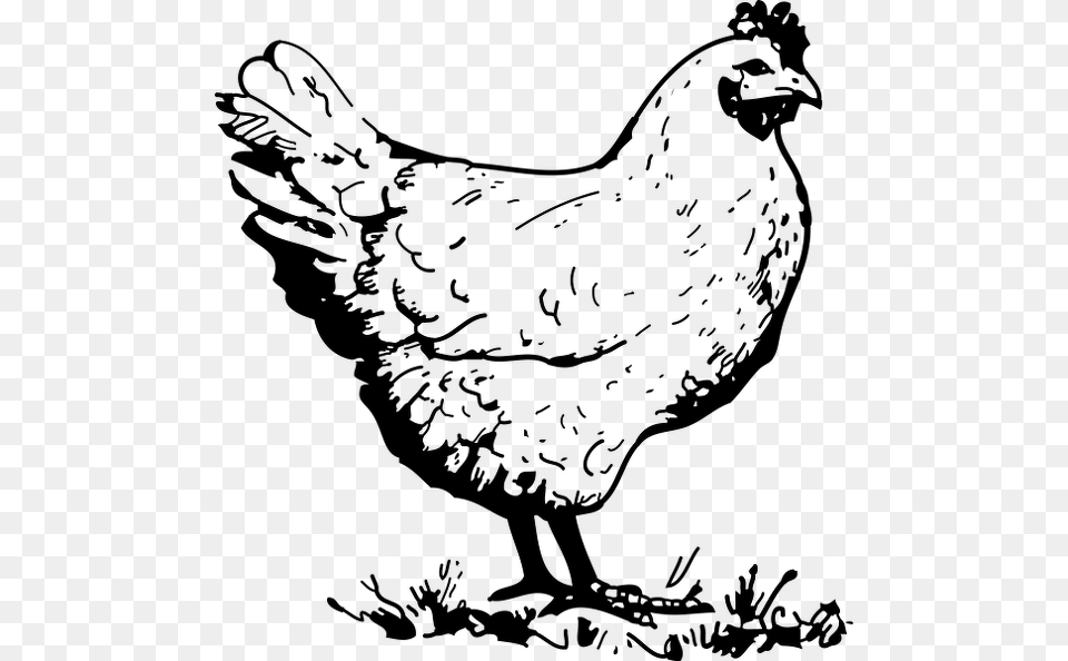 Lineart Chicken Chicken Black And White Clipart, Gray Free Png