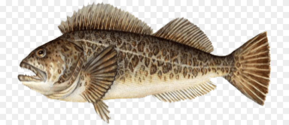 Lingcod Port Orford Seafood Transparent Background Fish, Animal, Cod, Sea Life Free Png