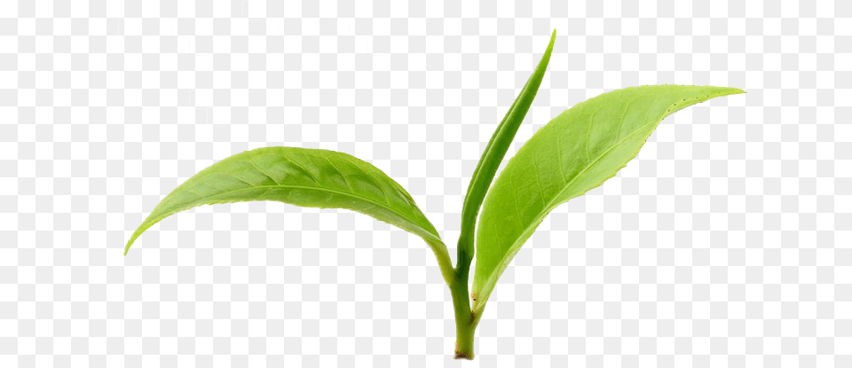 Lingonberry 2 Green Tea Leaves, Beverage, Leaf, Plant, Green Tea Free Png