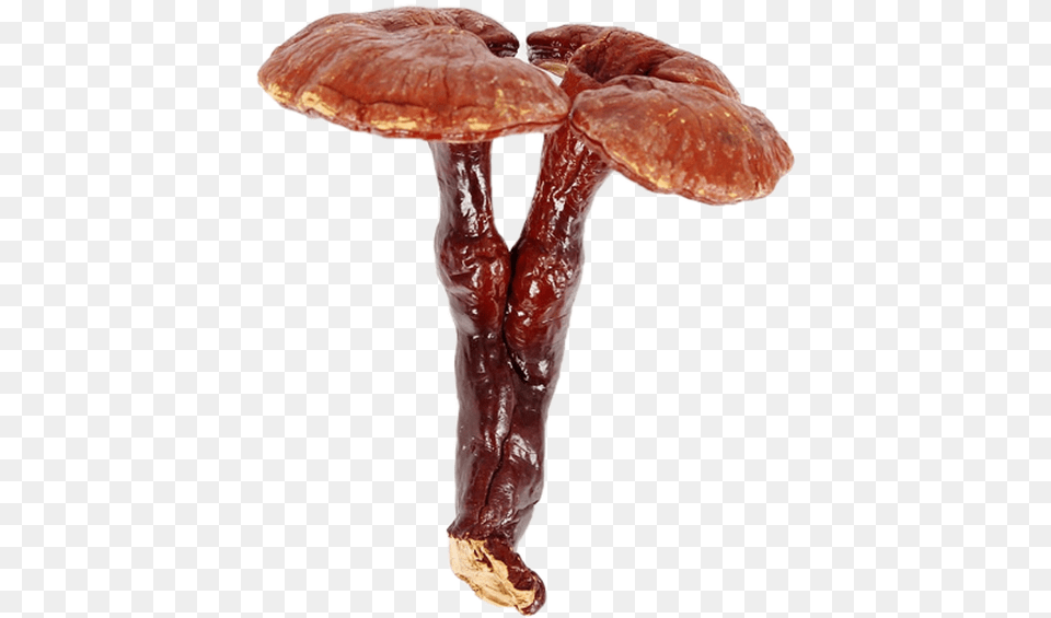 Lingzhi Mushroom, Agaric, Amanita, Fungus, Plant Free Png