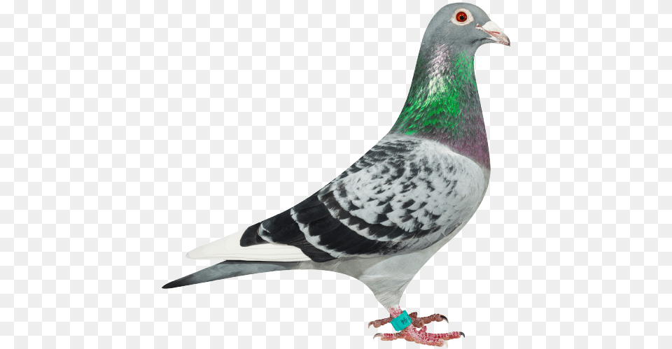 Linus 39 Pigeon Torres Davy, Animal, Bird, Dove Free Transparent Png