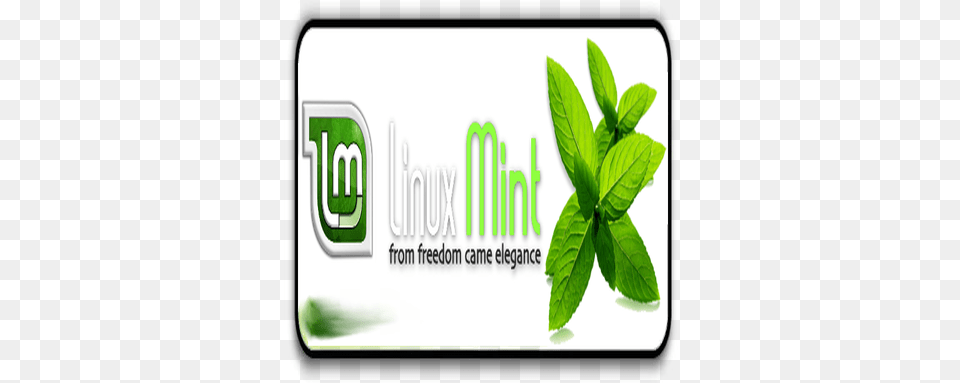 Linux Mint Logo Opendesktoporg Vertical, Herbal, Herbs, Plant, Leaf Free Png Download