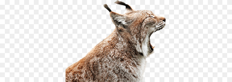 Linx Animal, Lynx, Mammal, Wildlife Free Png