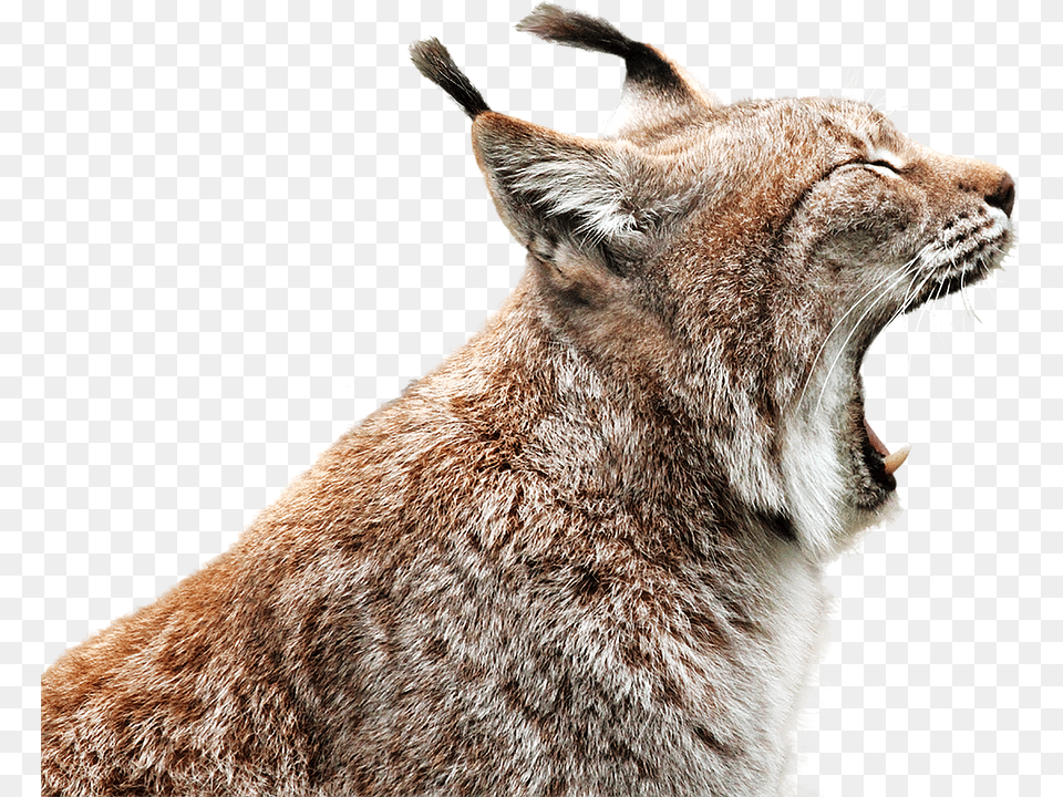 Linx Animal, Lynx, Mammal, Wildlife Png