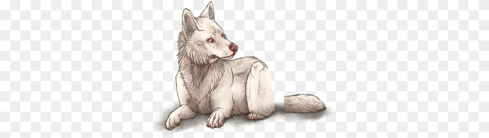 Lioden Albino Wolf, Animal, Canine, Dog, Husky Free Png