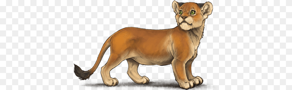 Lioden Dwarf Lion, Animal, Cougar, Mammal, Wildlife Free Png Download