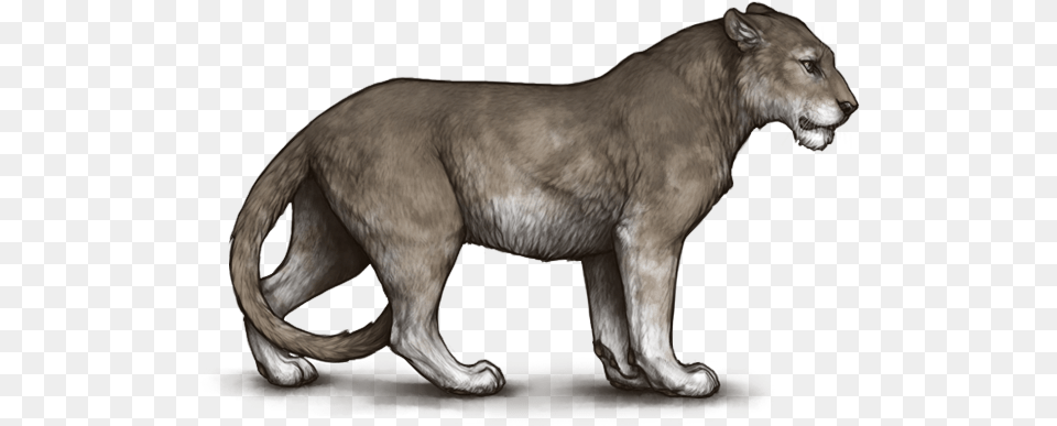 Lioden Tiger, Animal, Lion, Mammal, Wildlife Free Transparent Png