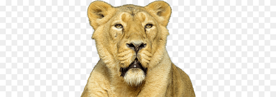Lion Animal, Mammal, Wildlife Free Png Download