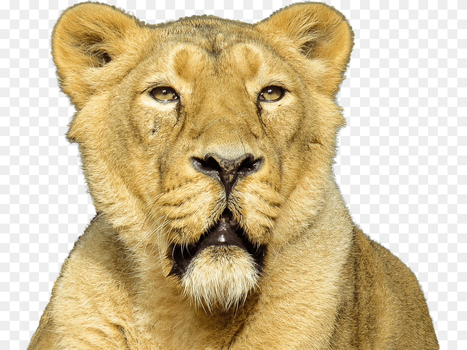 Lion Animal, Mammal, Wildlife Free Transparent Png