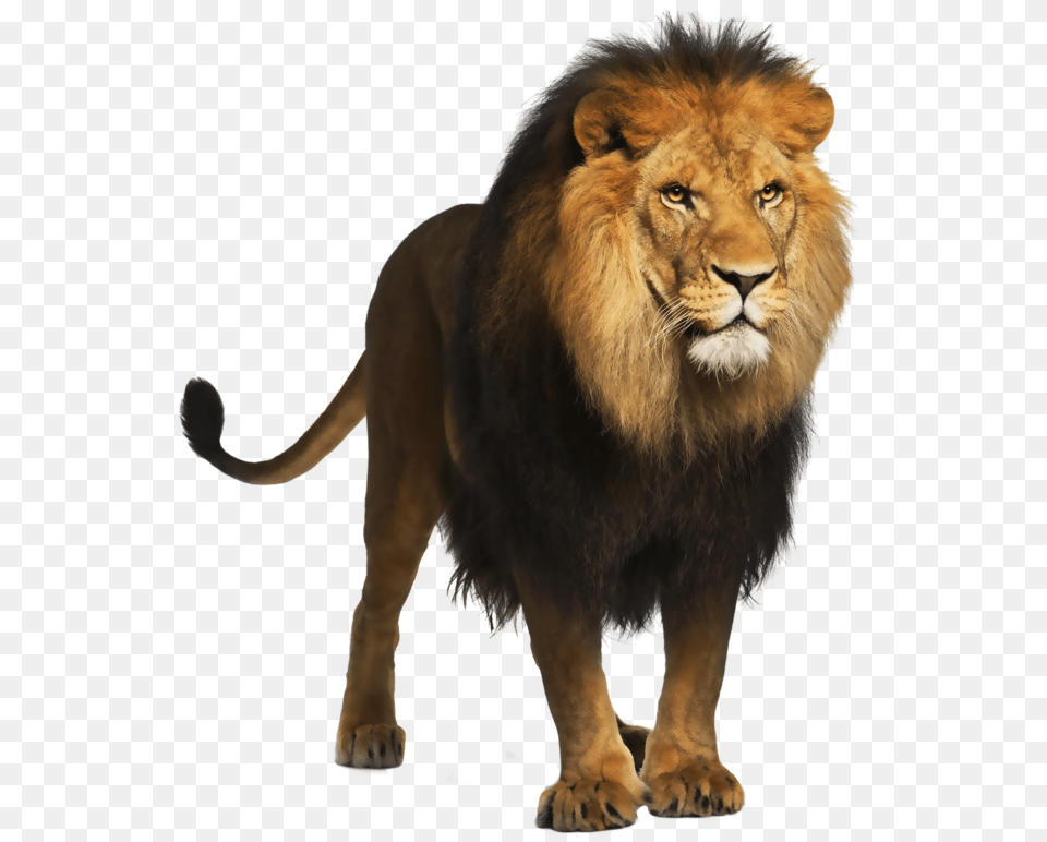 Lion, Animal, Mammal, Wildlife Png Image