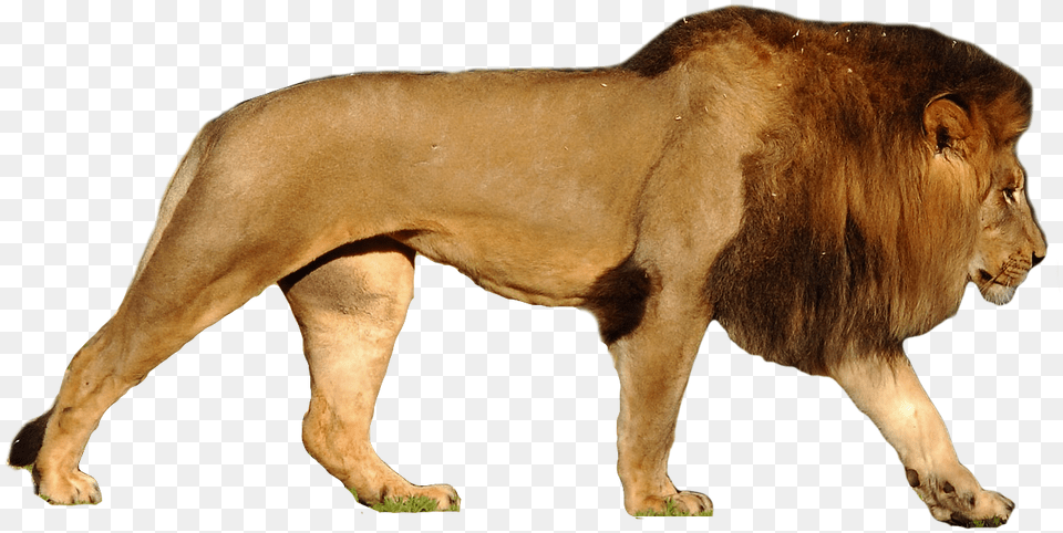 Lion, Animal, Mammal, Wildlife Free Png Download