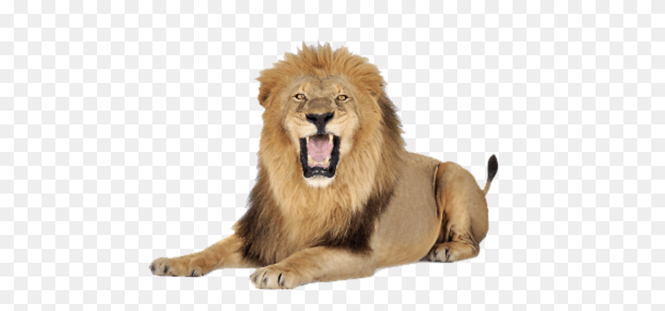 Lion, Animal, Mammal, Wildlife Free Png