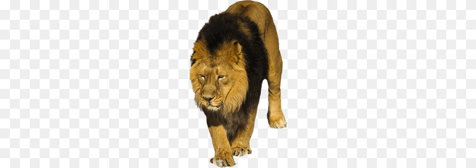 Lion Animal, Mammal, Wildlife Free Png