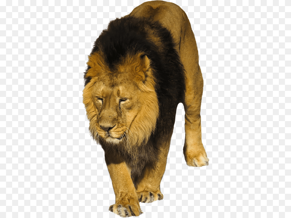 Lion Animal, Mammal, Wildlife Free Png