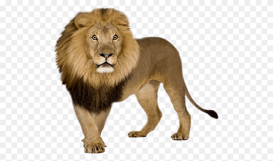 Lion, Animal, Mammal, Wildlife Free Png Download