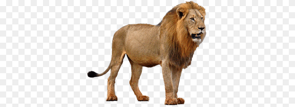 Lion, Animal, Mammal, Wildlife Png