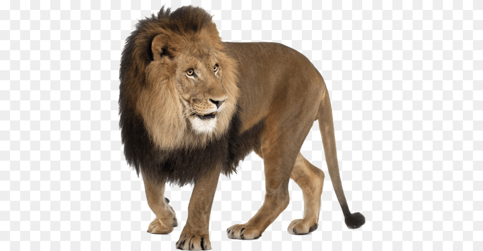 Lion, Animal, Mammal, Wildlife Png