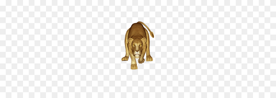 Lion Baby, Person, Accessories Free Png Download