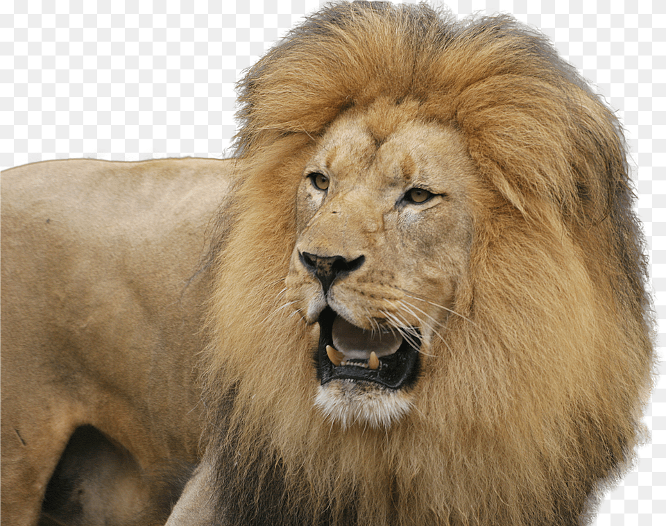 Lion Free Png