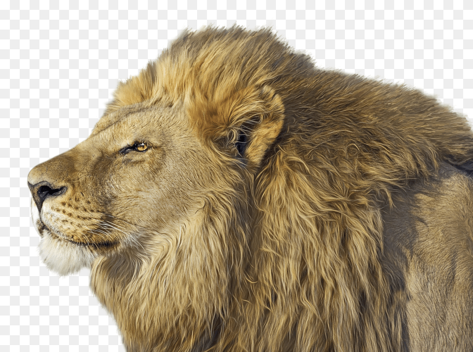 Lion, Animal, Mammal, Wildlife Free Png