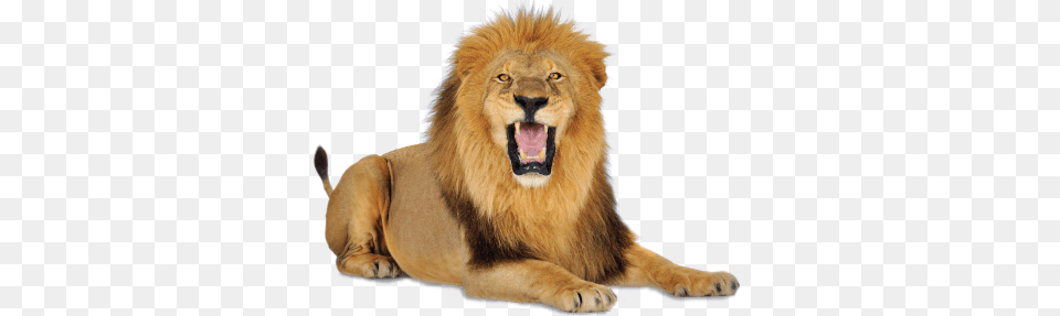 Lion, Animal, Mammal, Wildlife Png