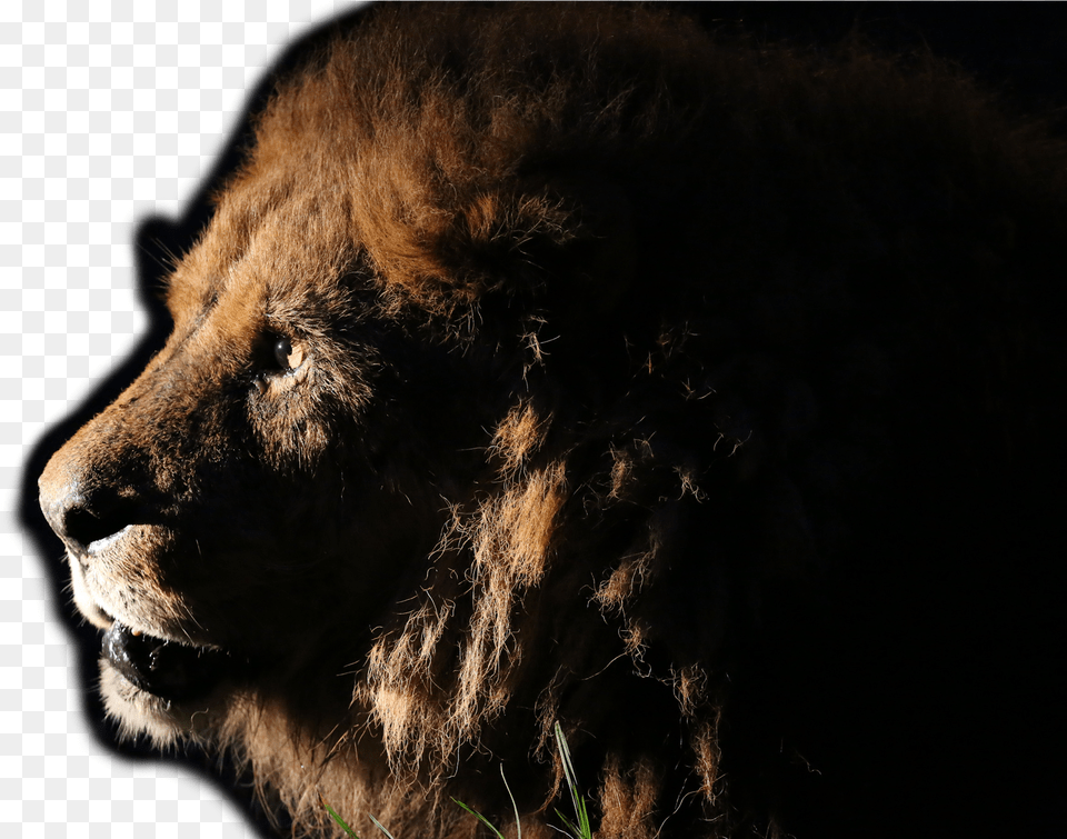 Lion, Animal, Mammal, Wildlife Free Png