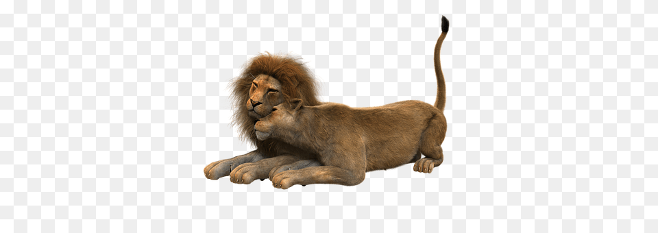 Lion Animal, Mammal, Wildlife Free Transparent Png