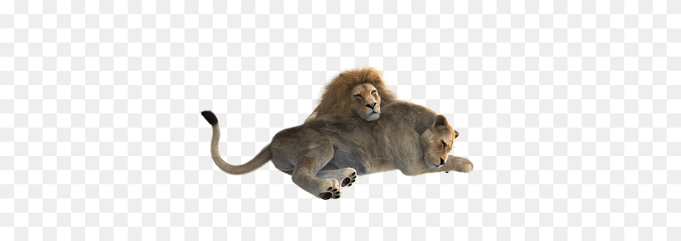 Lion Animal, Mammal, Wildlife Png Image