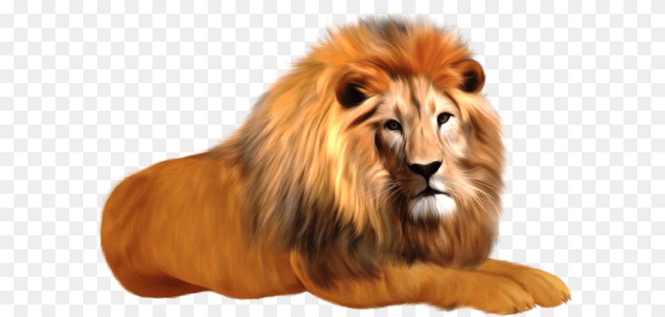 Lion, Animal, Mammal, Wildlife, Canine Png Image