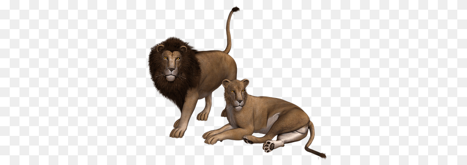 Lion Animal, Mammal, Wildlife Free Png Download