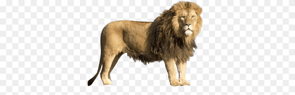 Lion, Animal, Mammal, Wildlife Png Image