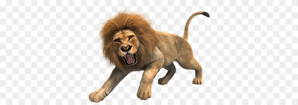 Lion, Animal, Mammal, Wildlife Png Image
